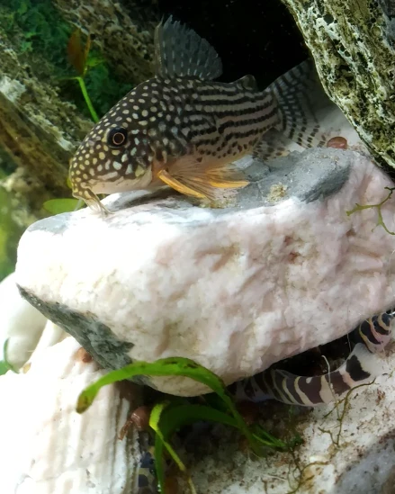 Sterbai Corydoras resting atop a rock with its Kuhli Loach tankmates underneath