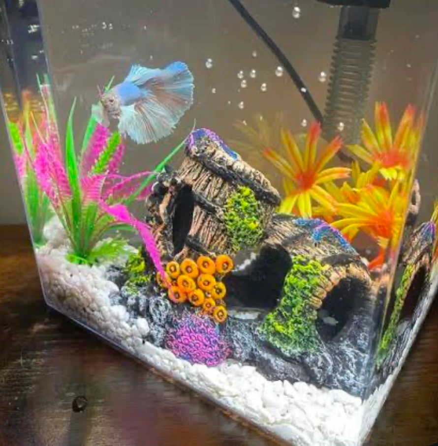 Rainbow wonderland Betta fish tank