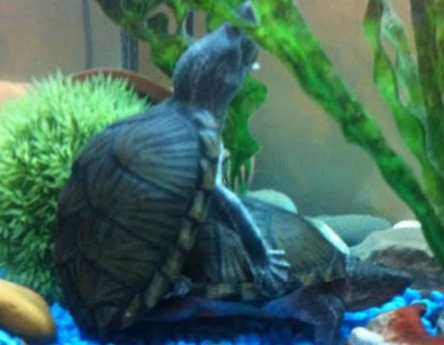 Razorback Musk Turtles mating - Image by Reptile Forums