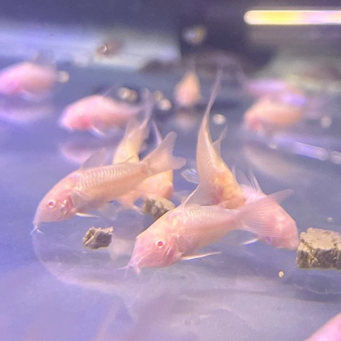 Albino Corys thrive in groups of six or more