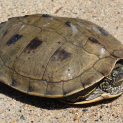 False Map Turtle (Graptemys pseudogeographica): A Striking and Active Aquatic Species