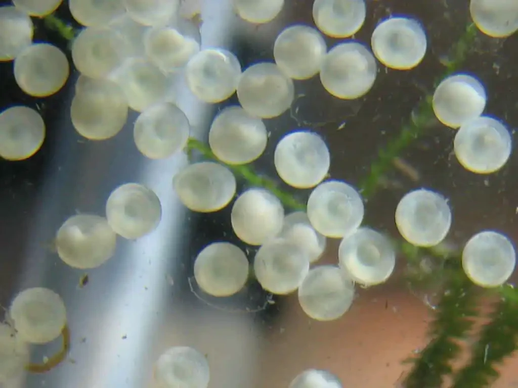 Female Albino Corydoras attach their eggs to smooth surfaces