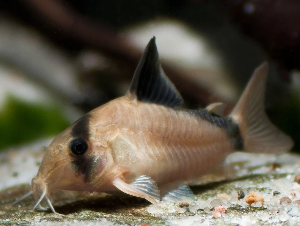 Bandit Corydoras are not as scary as they look 