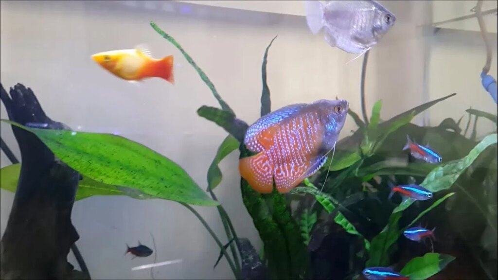 Interaction with Tank Decor