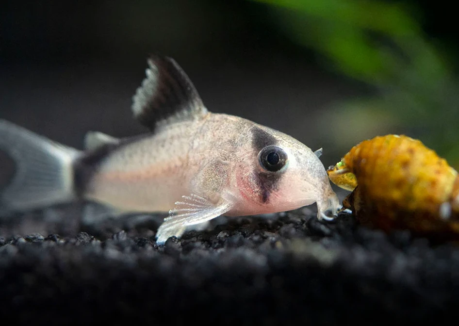 A happy and healthy Bandit Cory