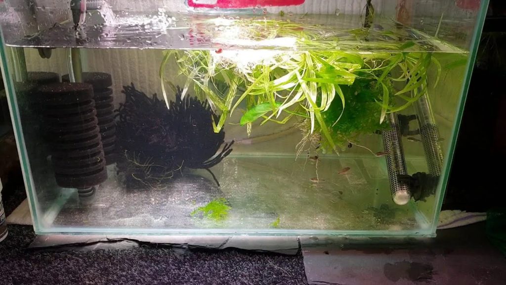 Use a sponge filter to keep the water clean for your Baby Dwarf Corydoras