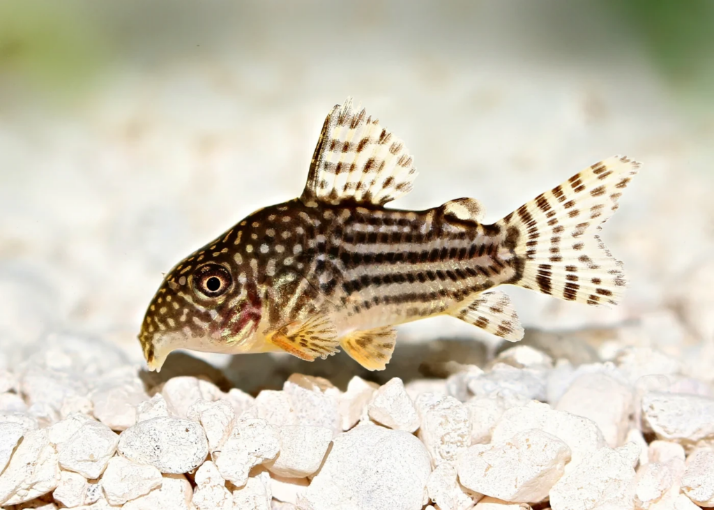 Corydoras sterbai have dark bodies with lighter spots 