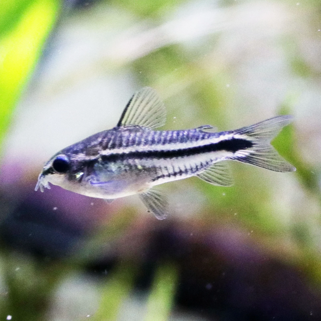 A Pygmy Corydoras with its prominent Black stripe