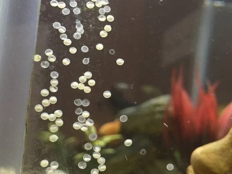 Porydoras Eggs Attached to Aquarium's glass