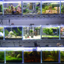 Innovative Betta Fish Tank Designs to Inspire Your Next Aquarium Setup 