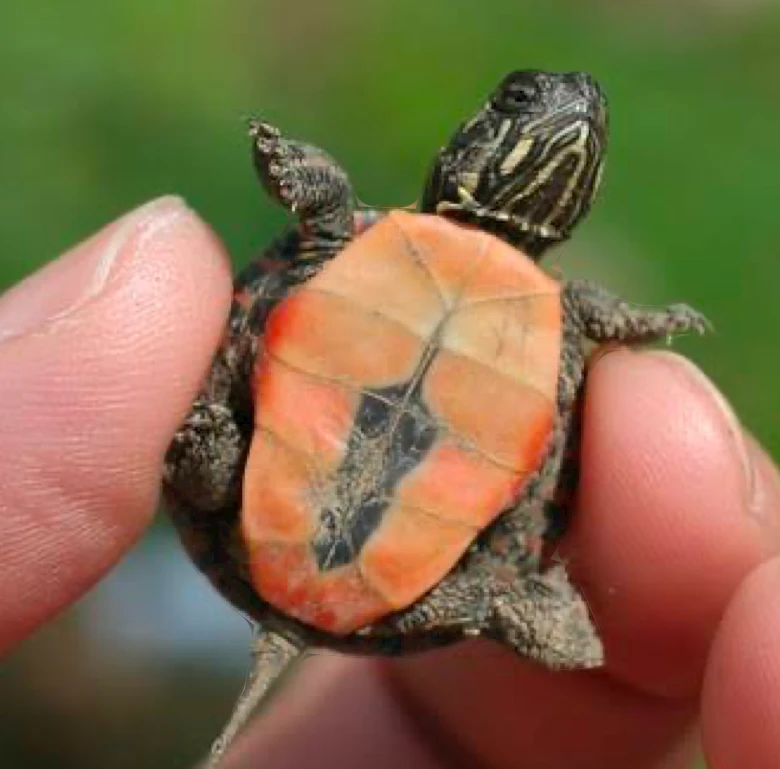 Close view of a Chrysemys picta hatchling