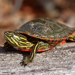 Painted Turtle (Chrysemys picta): A Colorful & Hardy Semi-Aquatic Pet
