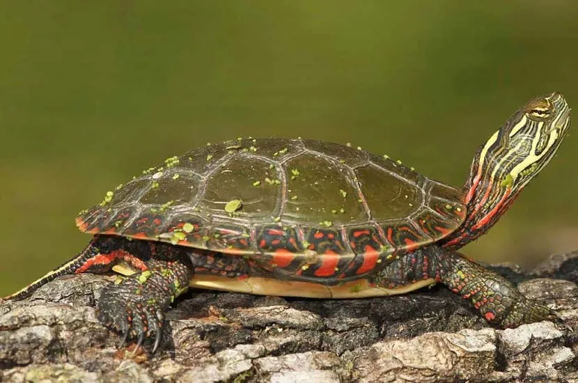 Chrysemys picta marginata (Midland Painted Turtle)