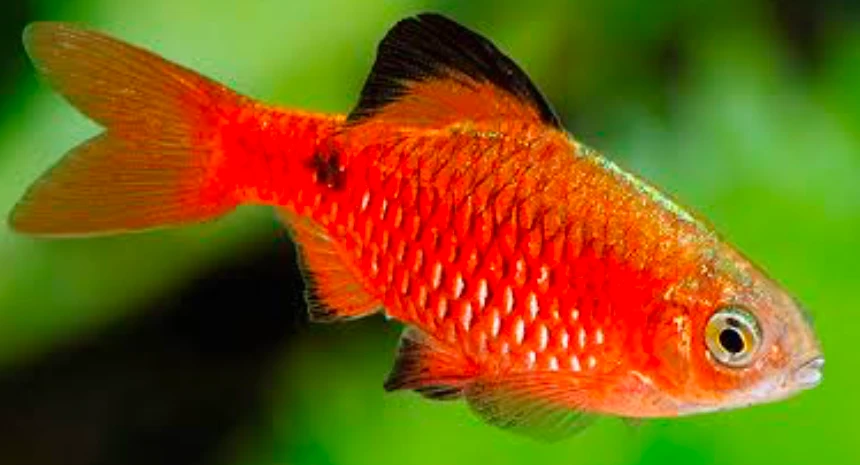 A Rosy Barb