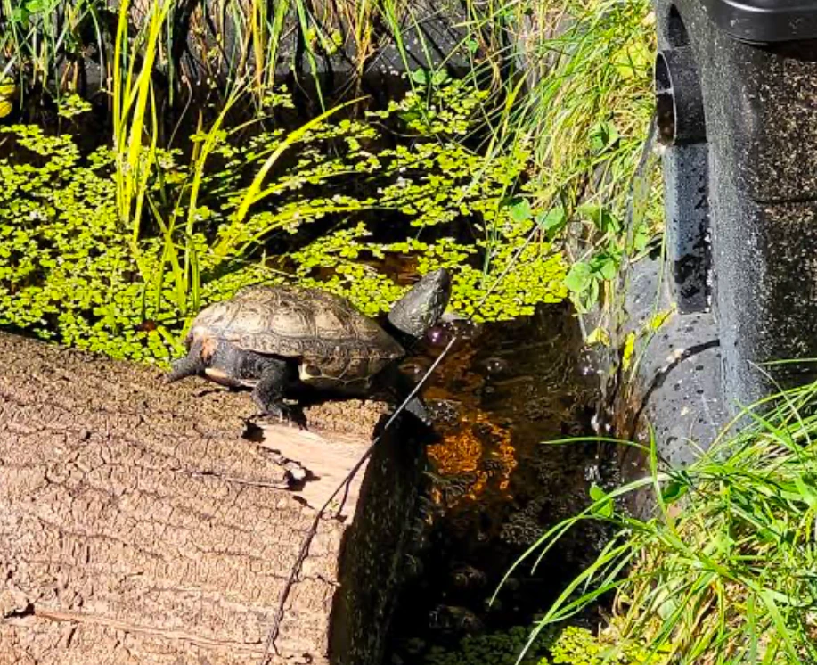Reeves’ turtles are natural explorers