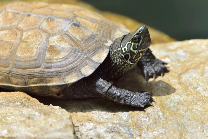 A happy and healthy Reeves' Turtle