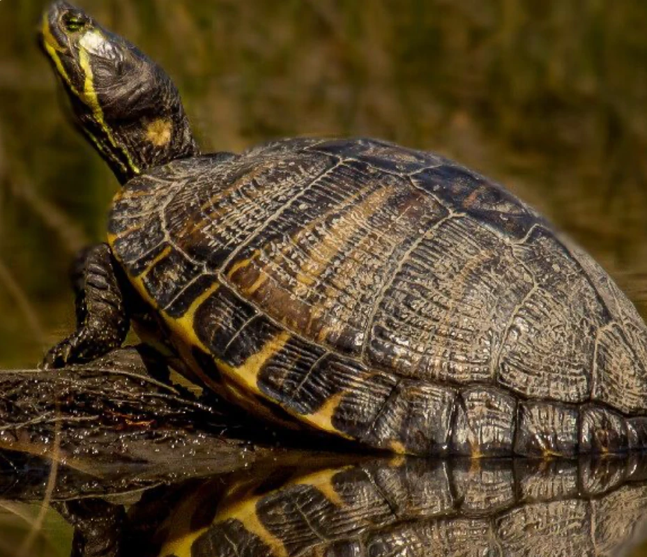 Male Yellow-Bellied Slider basking on a log