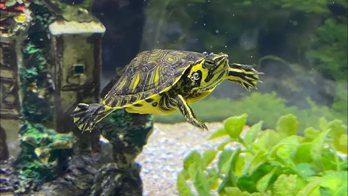A Yellow Bellied Slide swimming in its aquascaped tank