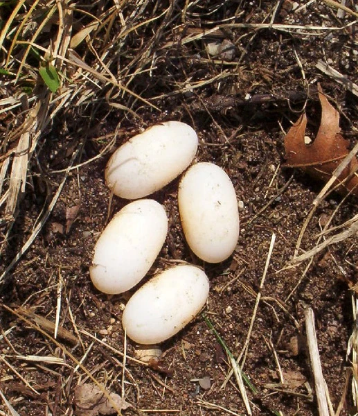 Sternotherus Minor eggs