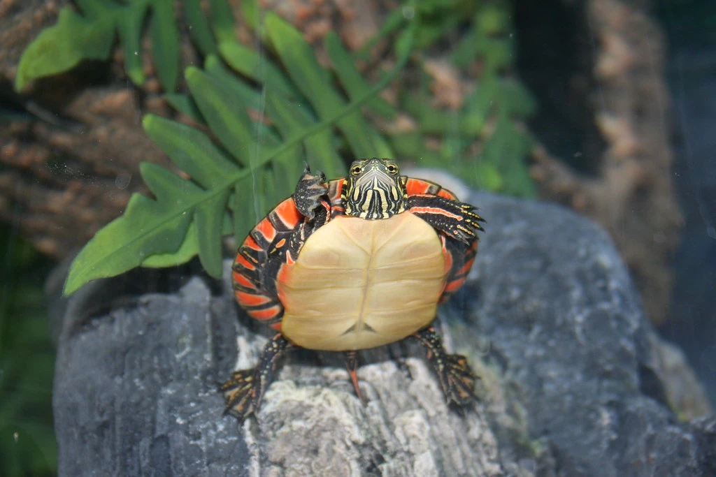 A happy and healthy Southern Painted Turtle in its aquascaped tank