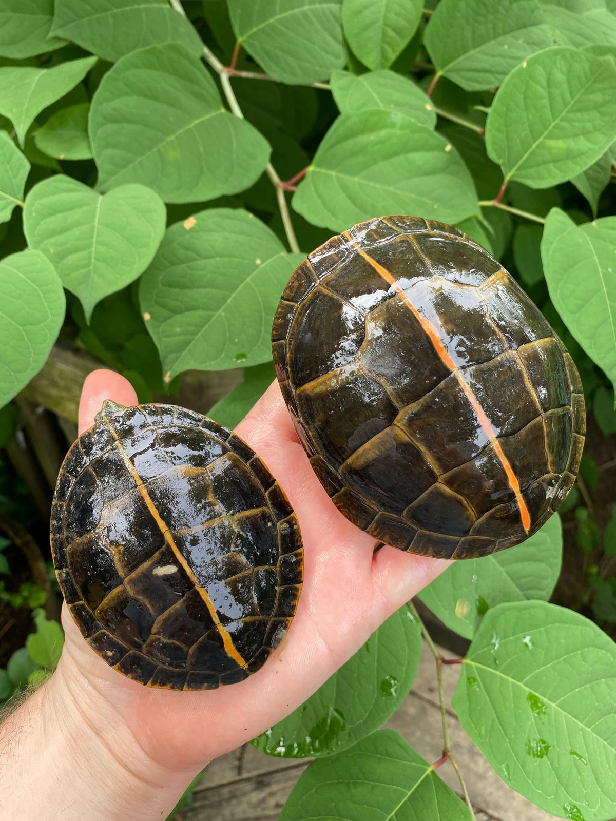 Southern Painted Turtles are friendly in group settings with other painted turtle species in large enough spaces