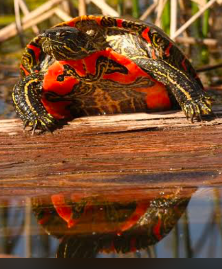 Ensure there’s enough space to accommodate multiple turtles if choosing cohabitation