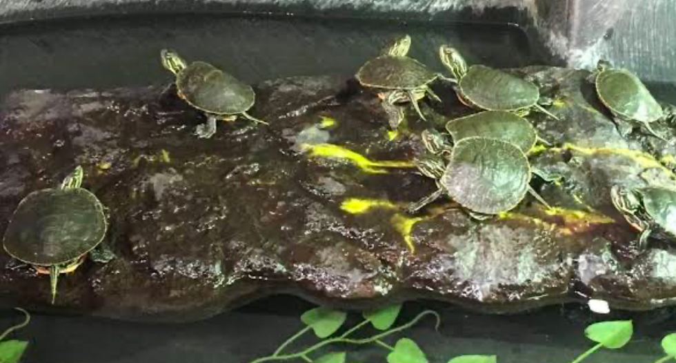 Western Painted Turtles eat aquatic plants - Image Source: Wildlife Preservation Canada