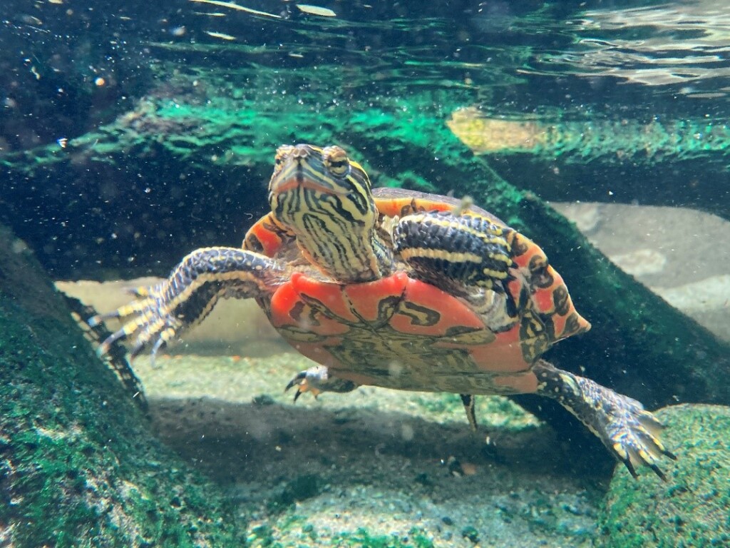A Western Painted Turtle shows off its colored plastron in its aquascaped enclosure