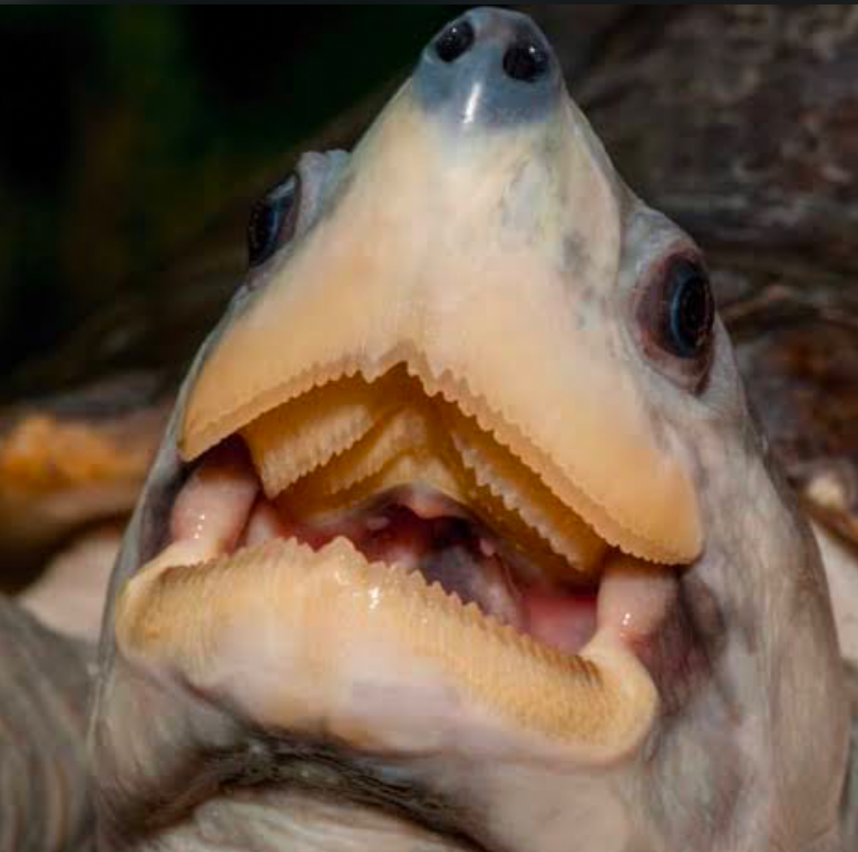 Chinese Softshell turtle is a predator with sharp teeth and is best housed alone