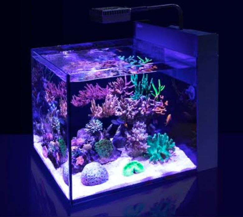 An aquascaped nano reef tank placed on a personal desk