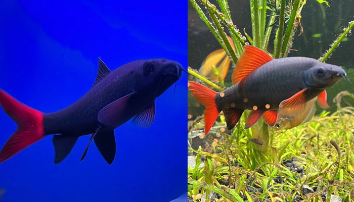 Red-Tailed Black Shark (left) with Rainbow Shark (right)
