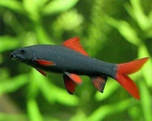 A happy and healthy Rainbow Shark 