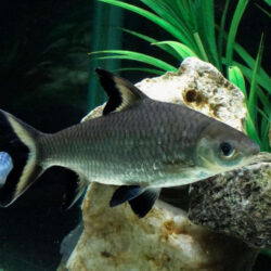 Bala Shark (Balantiocheilos melanopterus): A Peaceful Giant for Spacious Aquariums