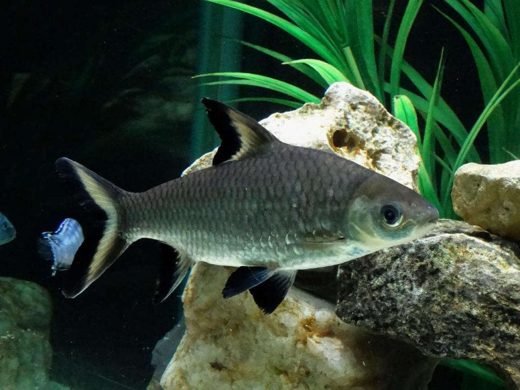 A Bala Shark fish swimming in its aquascaped aquarium