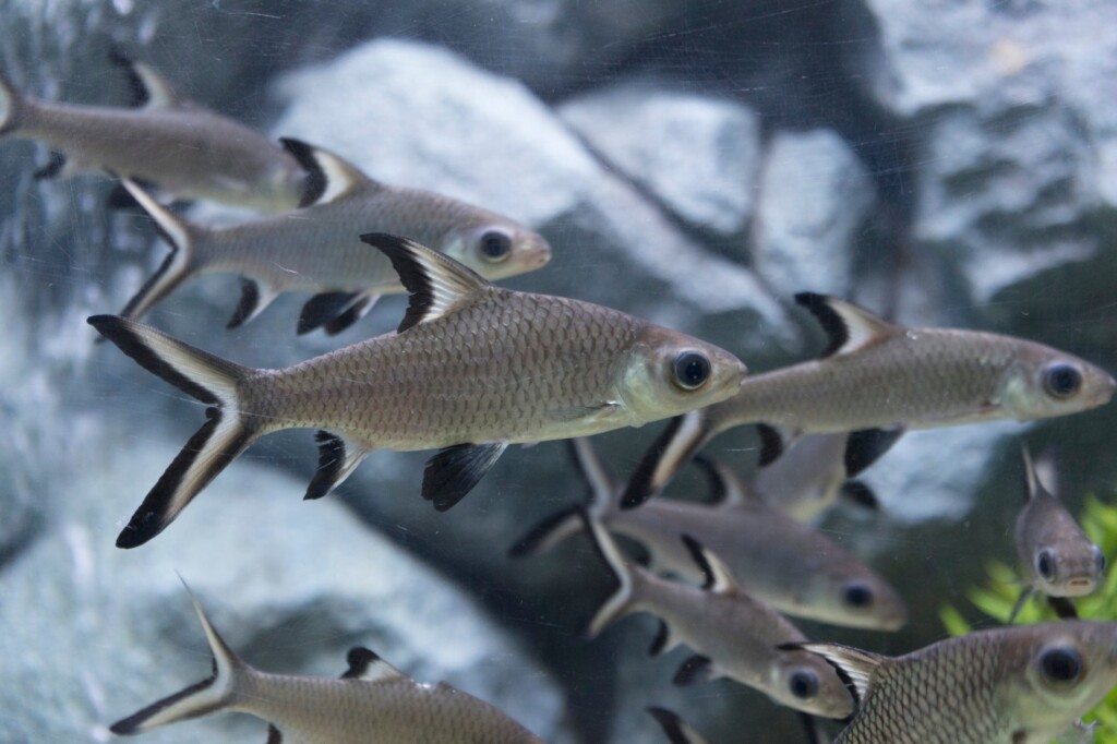Bala Sharks in a breeding community