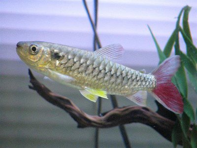 Chalceus need large swimming areas to thrive