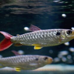 Pink-Tailed Chalceus (Chalceus spp.): A Fast-Moving Flash of Silver and Pink