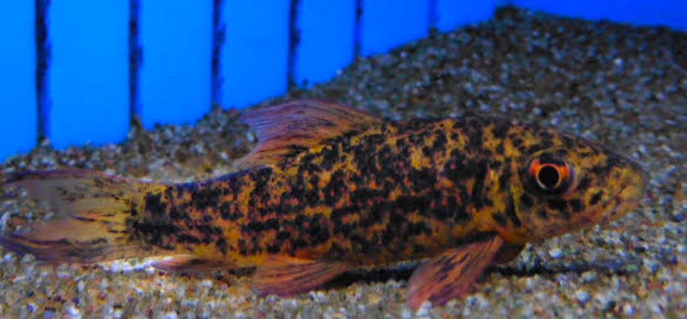 An overweight Harlequin Shark minnow in an aquarium