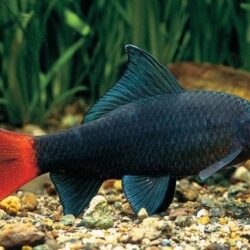 Red-tailed Black Shark (Epalzeorhynchos bicolor): Bold Looks and Territorial Attitude
