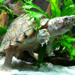 Complete Guide to Turtle Food: What to Feed and Why It Matters