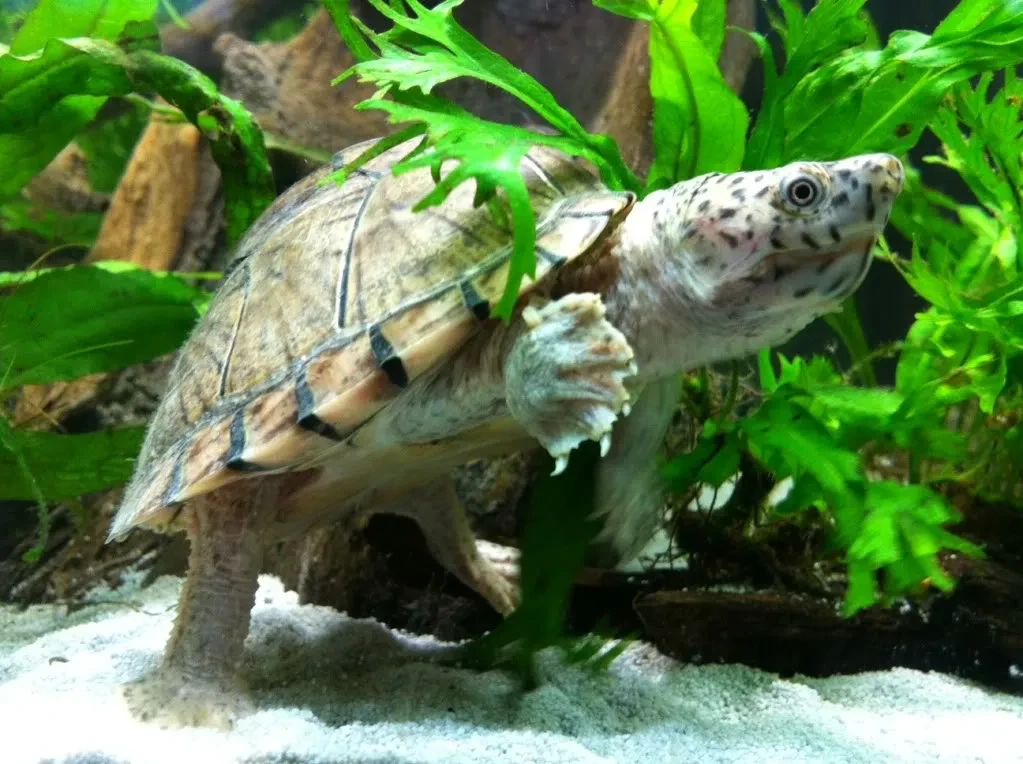 Musk Turtle Searching For Food in its aquascaped tank.