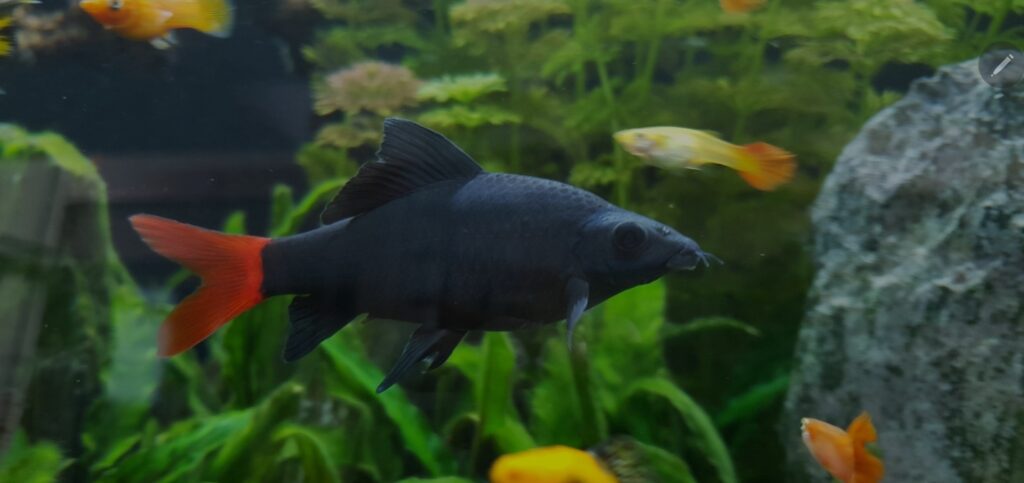 Red-tailed Shark in its planted community tnak
