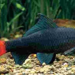 Red-tailed Black Shark (Epalzeorhynchos bicolor): Bold Looks and Territorial Attitude