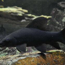 Black Sharkminnow (Labeo chrysophekadion): A Powerful Presence in Extra-Large Aquariums