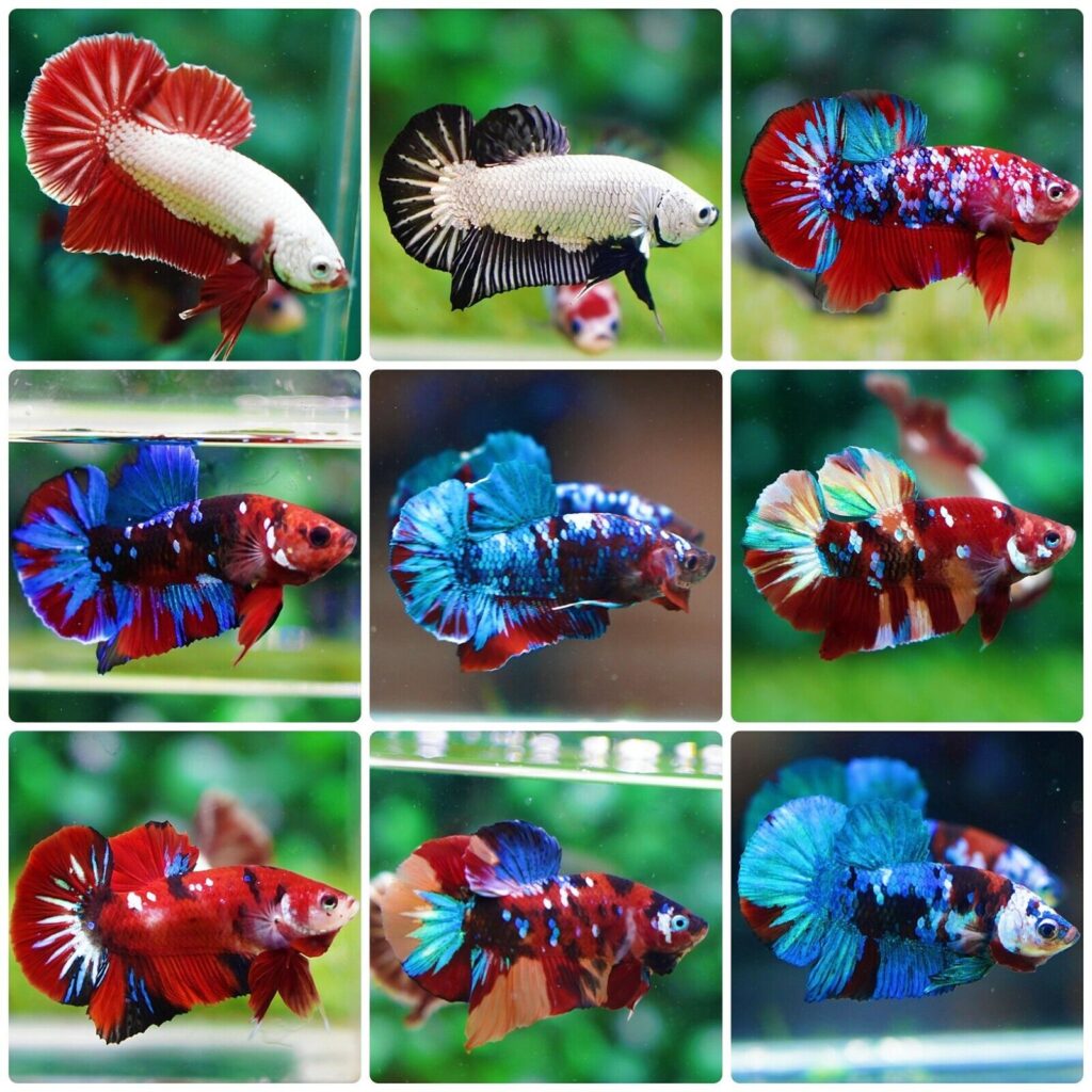 Various Betta Fish displaying their vibrant colors and tail fins