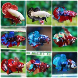 Top 10 Most Popular Types of Betta Fish: A Guide to Colorful Personalities and Fins