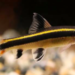 True Flying Fox (Epalzeorhynchos kalopterus): The Algae-Eating Streamliner of Planted Tanks