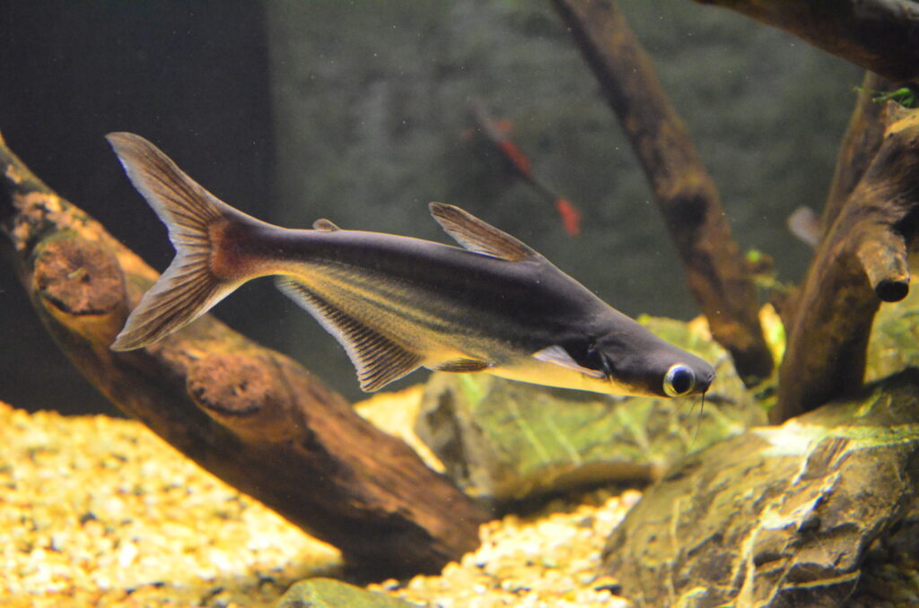 An Iridescent Shark Catfish exploring its aquascaped tank