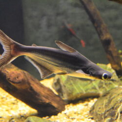 Iridescent Shark Catfish (Pangasianodon hypophthalmus): A Giant with Gentle Energy