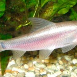Violet Blushing Shark (Labeo boga): A Gentle Beauty with Subtle Color Highlights